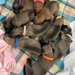 Mastiff Puppies from Titan Mastiffs