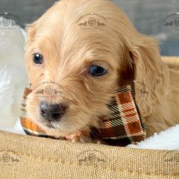 Mr. Black-2600 - Dapple male Dachshund puppy in Ocala/Gainesville, Florida from From the Heart Doxies