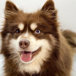 Pomskies from Pawsitively Pomskies
