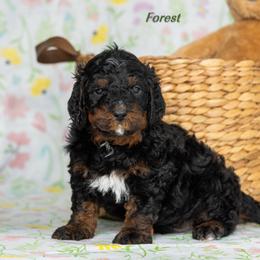 Boy 3 - Phantom male Bernedoodle puppy in St Joe, Indiana from Pawsh Bernedoodles