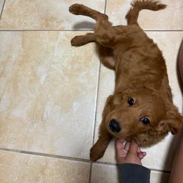 Taylor (Purple) - Cream female Goldendoodle puppy in Miami, Florida from Katy's Toy Poodles & Doodles