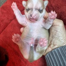 Boy 3 - Merle male Chihuahua puppy in Polo, Missouri from Blue Tails Farm