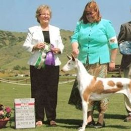 Ibizan Hound and Manchester Terrier All Grown Up from Ahram Ibizan hounds and Manchester Terriers