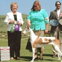 Ibizan Hound and Manchester Terrier All Grown Up from Ahram Ibizan hounds and Manchester Terriers