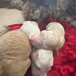 Goldendoodle Puppies from 4H Doodles