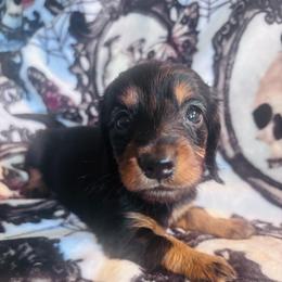 Holly - Black and tan female Dachshund puppy in Argos, Indiana from TKO Doxies