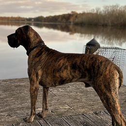 Great Danes from Ginger Danes