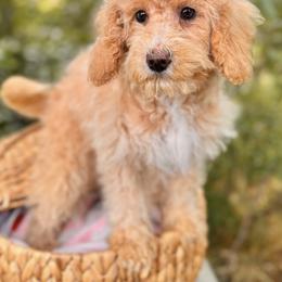 Lila - Yellow and white female Bernedoodle puppy in Vacaville, California from Starlight Goldendoodles