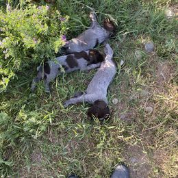 Wirehaired Pointing Griffon Puppies from High Point Griffons