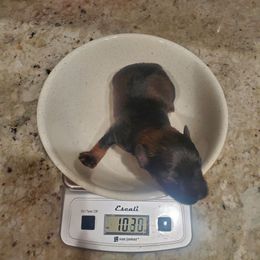 Lupin - Liver male Miniature Schnauzer puppy in Sandy, Utah from Phantom League Schnauzers