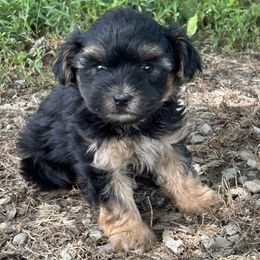 Wallen - Black & tan male Maltipoo puppy in Lebanon, Kentucky from Mosaic Merle Doodles