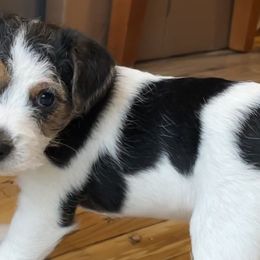 Aspen - White and black Russell Terrier puppy in Hayward, Wisconsin from Acorn Ridge Jack Russell Terriers