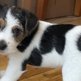 Aspen - White and black Russell Terrier puppy in Hayward, Wisconsin from Acorn Ridge Jack Russell Terriers