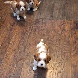 Puppy - Blenheim male Cavalier King Charles Spaniel puppy in Holbrook, New York from Merimaur Goldens and Cavaliers
