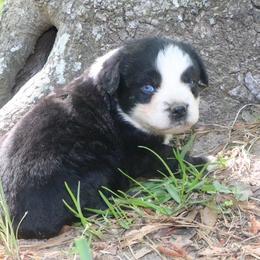 Fern - Black tri-color female Australian Shepherd puppy in Macon, Georgia from Shaina’s Shepherds