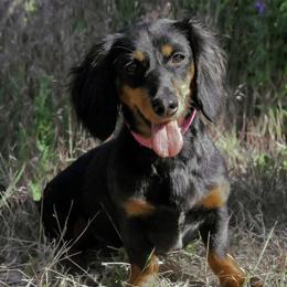Piper - Dachshund
