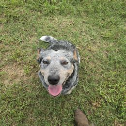 Mouse - Blue mottled female Australian Cattle Dog puppy in Laurinburg, North Carolina from Fun Size Heelers