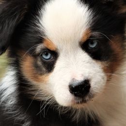 Miniature Australian Shepherds from Sunny Hill Mini Aussies