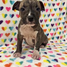 Boy 3 - Red brindle male American Pit Bull Terrier puppy in Nine Mile Falls, Washington from Bartin Kennels