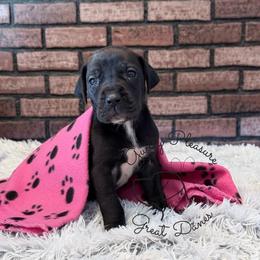 Shimmer - Blue and white female Great Dane puppy in Barberton, Ohio from Guilty Pleasure Great Danes