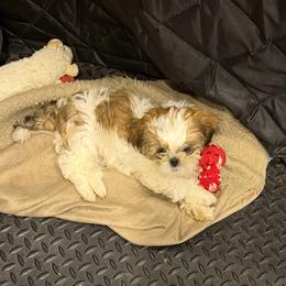 Girl 2 - Black gold and white female Shih Tzu puppy in Spartanburg, South Carolina from Vicky‘s precious paw’s