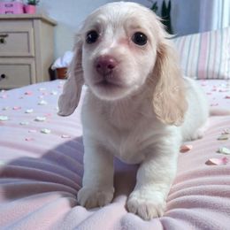 Sugar - Cream female Dachshund puppy in Oregon from Bailey’s Dachshunds