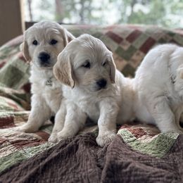 Golden Retriever Puppies from Evergreen Goldens
