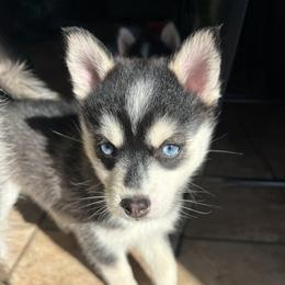 Celeste - Black and white female Pomsky puppy in Valparaiso, Indiana from Valparaiso Pomskys
