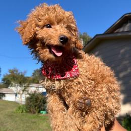 Henry - Apricot male Poodle puppy in Chattanooga, Tennessee from Joyfull Pals