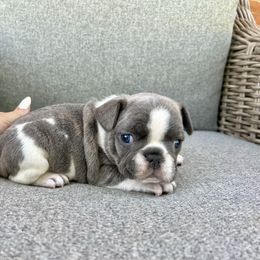 Lake - Blue male French Bulldog puppy in Upper Sandusky, Ohio from Rock Run Farm
