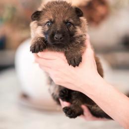 Micah - Sable male German Shepherd puppy in Berwick, Maine from Vom Rindahaus Shepherds
