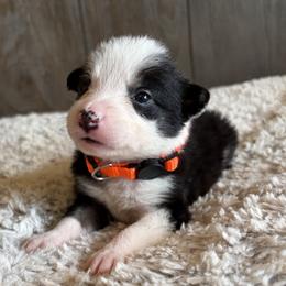 Girl 1 - female Border Collie puppy in Shawnee, Oklahoma from Cross K Working Collies - Pure Bred Border Collies