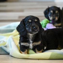 Bobby - Black and tan male Dachshund puppy in Guthrie, Kentucky from Triple T Dachshunds