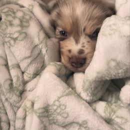 Miniature Australian Shepherd Puppies from Smushy Pups