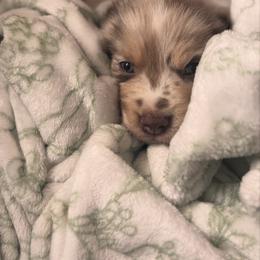 Miniature Australian Shepherd Puppies from Smushy Pups