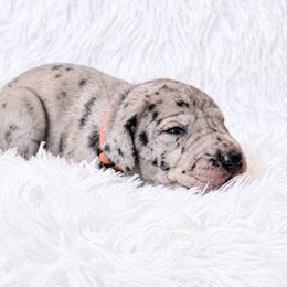 Primrose - Merle female Great Dane puppy in Montgomery, Texas from KD Sweet Southern Danes