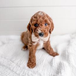Stone - Red  male Goldendoodle puppy in Greencastle, Indiana from Willow & Co.
