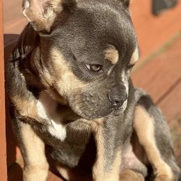 French Bulldogs from Angelica's French Bulldogs