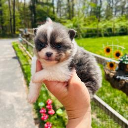 Parsley (Blue and White Tri Parti Female) - Blue parti female Pomeranian puppy in Buck Valley, Pennsylvania from Buck Valley Pomeranians