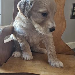 Penny - Black female Goldendoodle puppy in Kansas City, Missouri from Poppy's Doodles