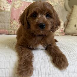Marilla - Red  female Goldendoodle puppy in Beckley, West Virginia from By Design Doodles