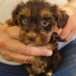 Precious - Liver female Yorkshire Terrier puppy in Dayton, Ohio from Little Yorkie Babies