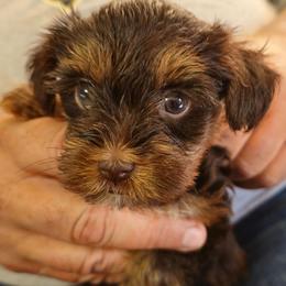Precious - Liver female Yorkshire Terrier puppy in Dayton, Ohio from Little Yorkie Babies