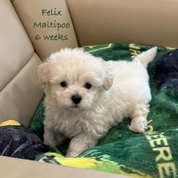 Felix - Champagne male Maltipoo puppy in Paden, Oklahoma from Logan's Perfect Puppies