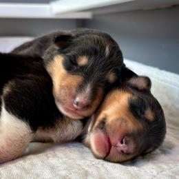 Collie Puppies from Meissa Collies