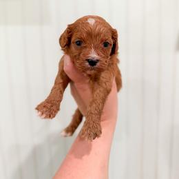 Daisy - Red female Cavapoo puppy in Colcord, Oklahoma from Copper Lane Aussies, Doodles & Cavapoos