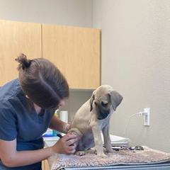 Sloughi Puppies from Almaboubin Sloughis