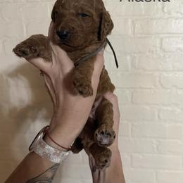 Alaska - Red  male Poodle puppy in Mount Vernon, Illinois from AMC Poodles