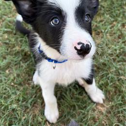 Wyatt - Blue - Black and white male Border Collie puppy in Shawnee, Oklahoma from Cross K Working Collies - Pure Bred Border Collies