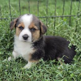 Male 2 - Black and tan male Pembroke Welsh Corgi puppy in Portland, North Dakota from Sliding stop corgis